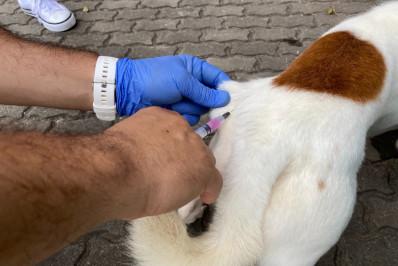 Município inicia no dia 13 a vacinação antirrábica por meio de estrutura volante