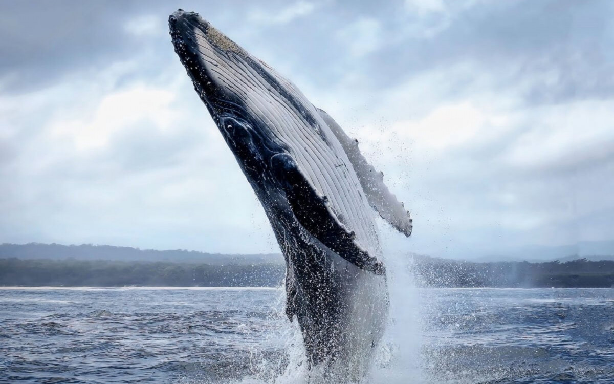 As baleias s&atilde;o seres fant&aacute;sticos e repletos de curiosidades (Imagem: Vladimir Turkenich |  Shutterstock)