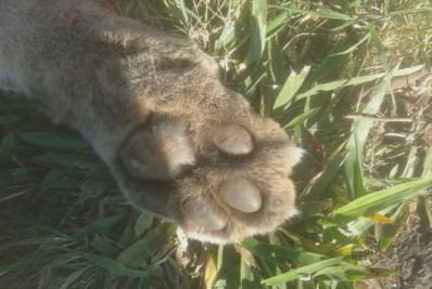Onça parda morre após ser atropelada em Casimiro de Abreu
