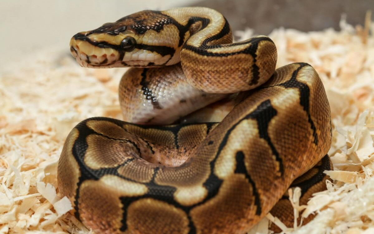 As cobras s&atilde;o r&eacute;pteis com h&aacute;bitos interessantes (Imagem: bluedog studio | Shutterstock)