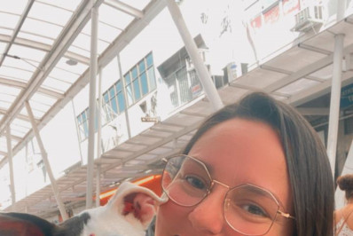 Nilópolis castra 700 cães e gatos em sete meses de convênio com clínica veterinária