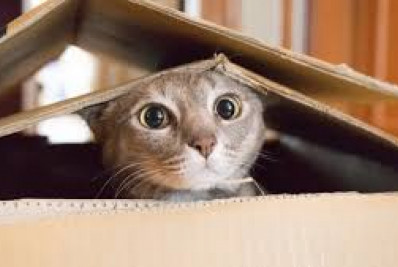 Ação Animal chega a Zona Norte neste sábado 