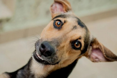 Post mente ao afirmar que governo vai cobrar imposto de donos de pets