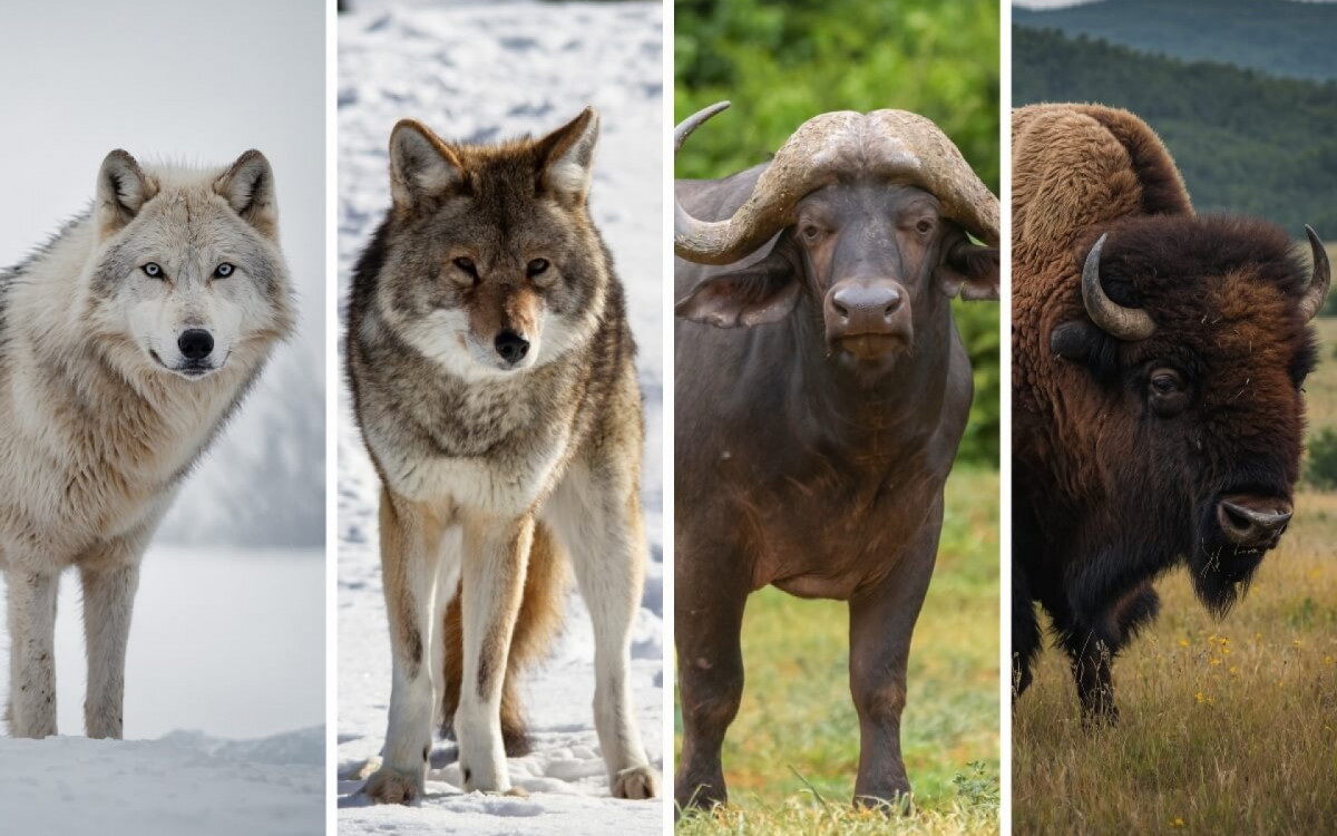 O mundo animal &eacute; diverso, mas algumas esp&eacute;cies se parecem fisicamente e s&atilde;o frequentemente confundidas (Imagem: Muhammadphotoes, WendyCotie, Piotr, Poznan e MuhammadAsif6 | Shutterstock) 