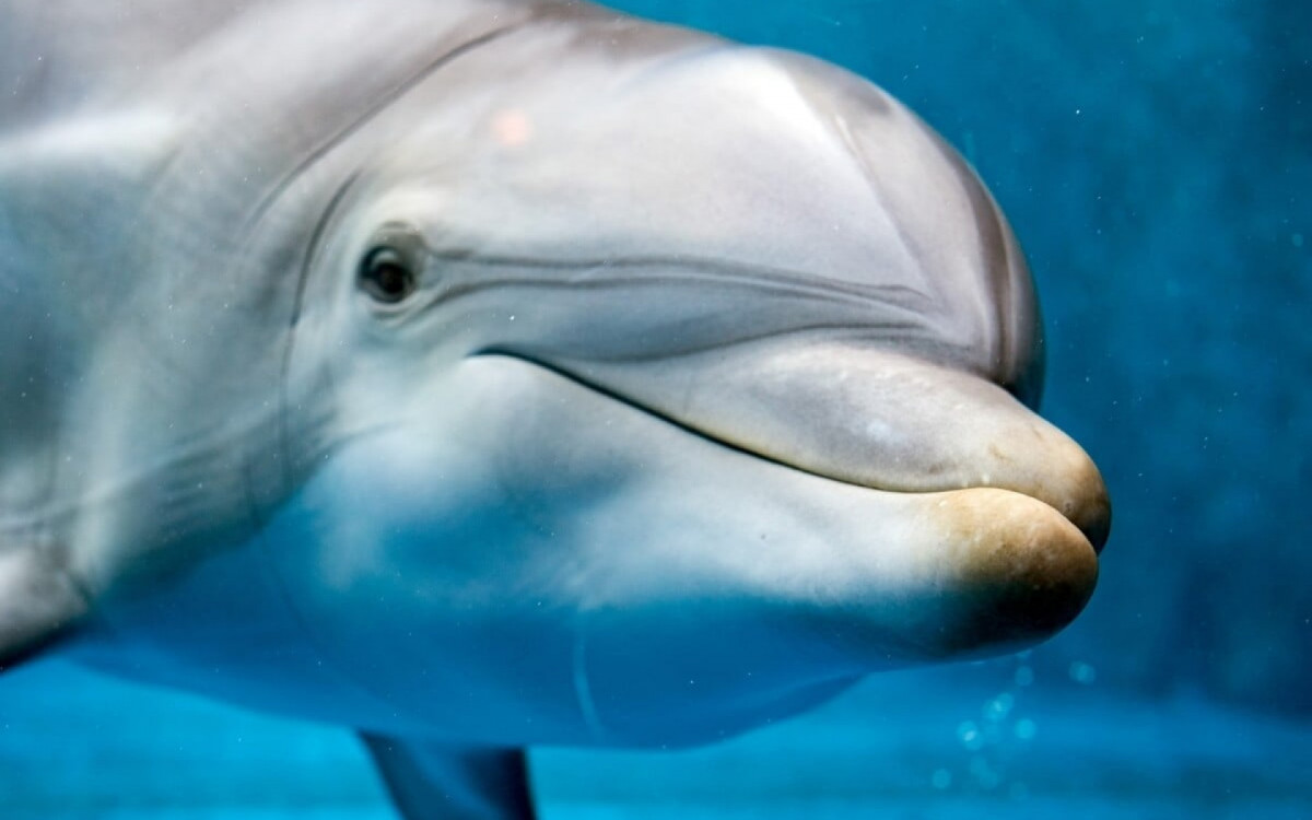 Caracter&iacute;sticas f&iacute;sicas e comportamentais dos golfinhos explicam por que eles s&atilde;o t&atilde;o encantadores (Imagem: Andrea Izzotti | Shutterstock) 