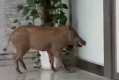 Vídeo: javali invade estação de trem e assusta passageiros