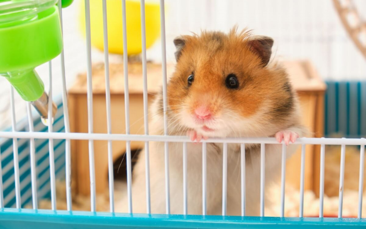 Alguns animais de estima&ccedil;&atilde;o ocupam pouco espa&ccedil;o e s&atilde;o f&aacute;ceis de cuidar (Imagem: TShaKopy | Shutterstock)