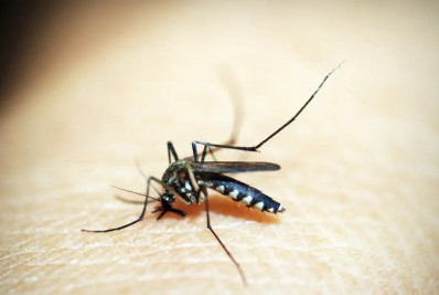 Mosquito é animal que mais mata no mundo; veja os cuidados
