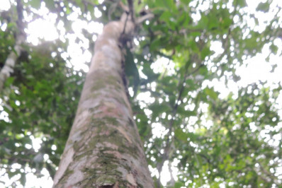 Pesquisadores do Jardim Botânico descobrem nova espécie de árvore com apenas um exemplar no mundo