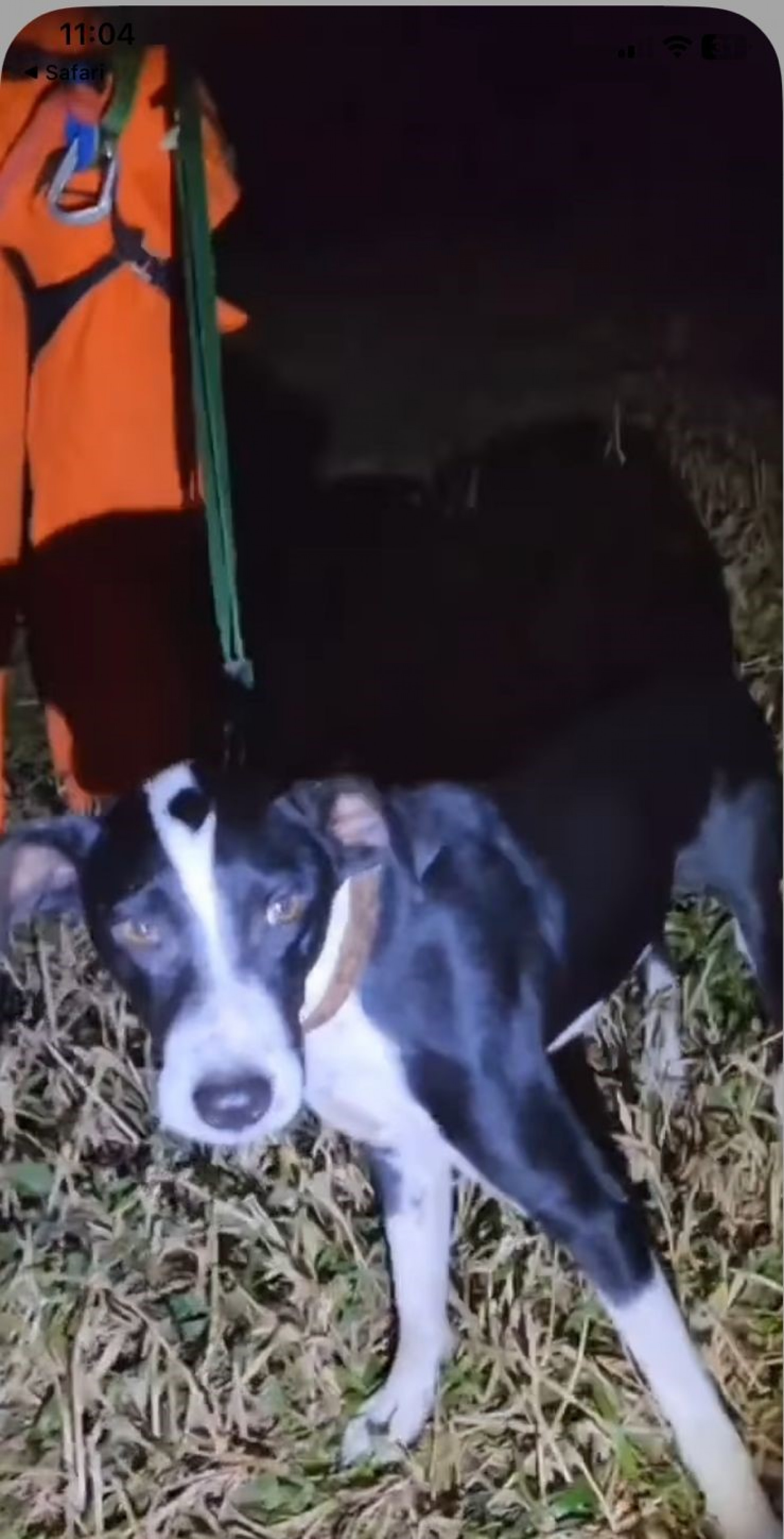 Cachorro, de 6 anos, ficou quatro dias preso em pedra de Santa Maria Madalena