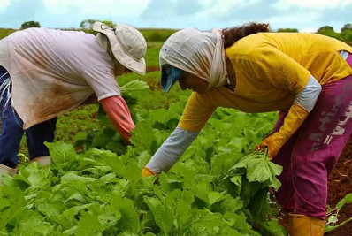 Embrapa capacitará técnicos de países africanos em produção agrícola