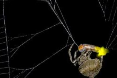 Aranhas manipulam brilho de vaga-lumes para atrair mais presas, aponta estudo