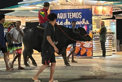 Vídeo: homem viraliza ao levar búfalo para tomar banho de mar em Copacabana: 