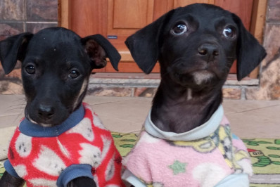 Caxias Shopping promove Feira de Adoção Pet