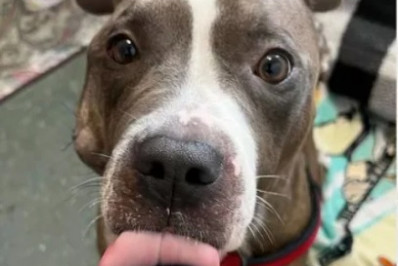 O milagre do cachorro King: uma jornada de resiliência e esperança