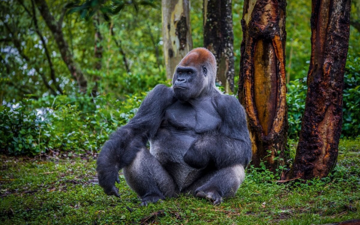 O gorila é considerado maior primata do mundo (Imagem: LuisIrizarry | Shutterstock) 