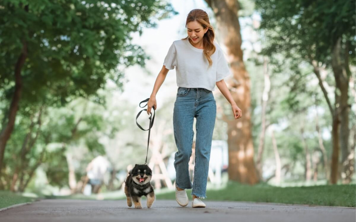 Passear com os cachorros &eacute; primordial para manter a sua sa&uacute;de (Imagem: oatawa | Shutterstock) 