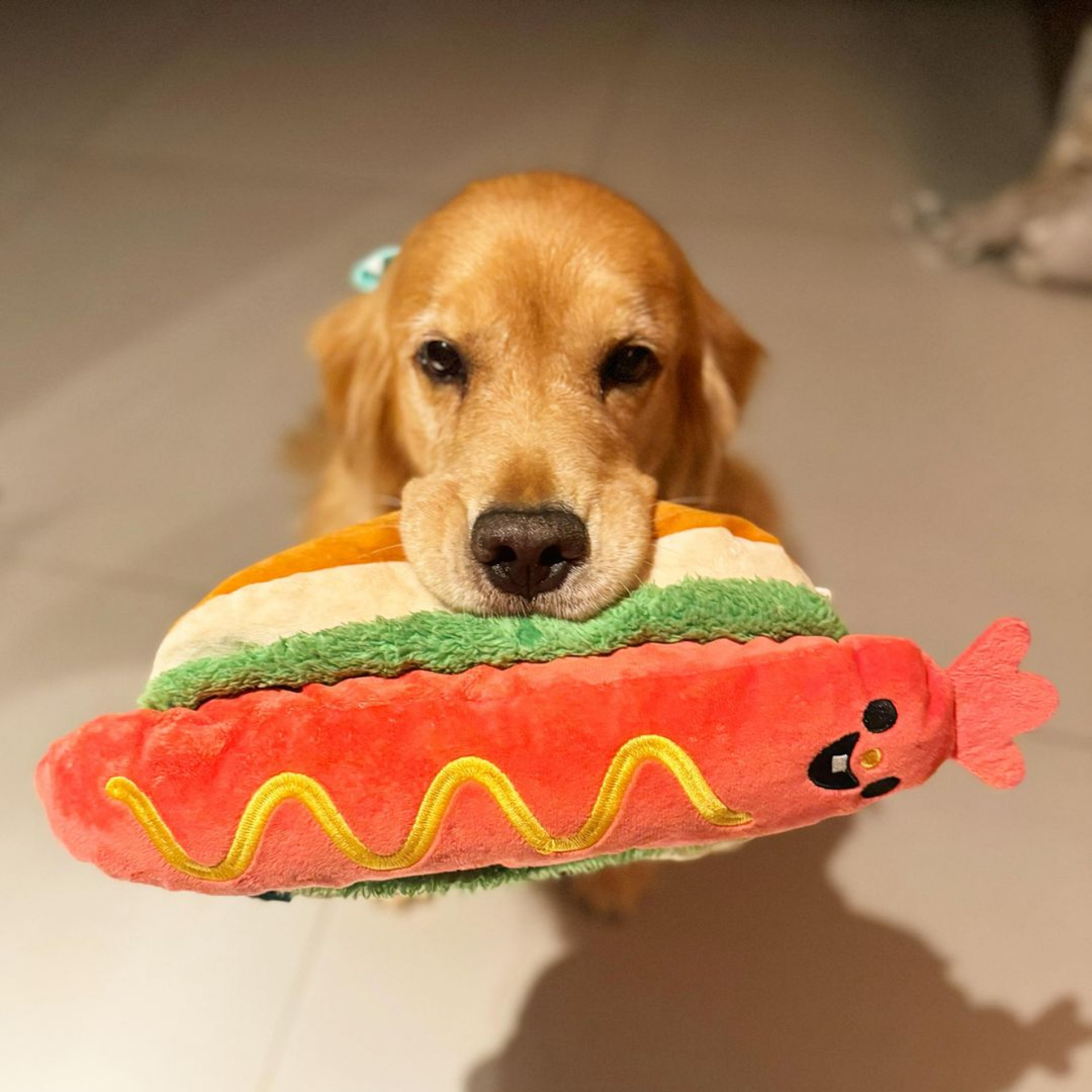 Pankeka, cachorra de Marcos Mion que faleceu  - Reprodução / Instagram 