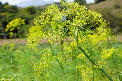 Farmácia Viva de Maricá tem 30 espécies de ervas medicinais