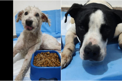 Cachorros enterrados vivos são adotados e passam por tratamento contra doença 