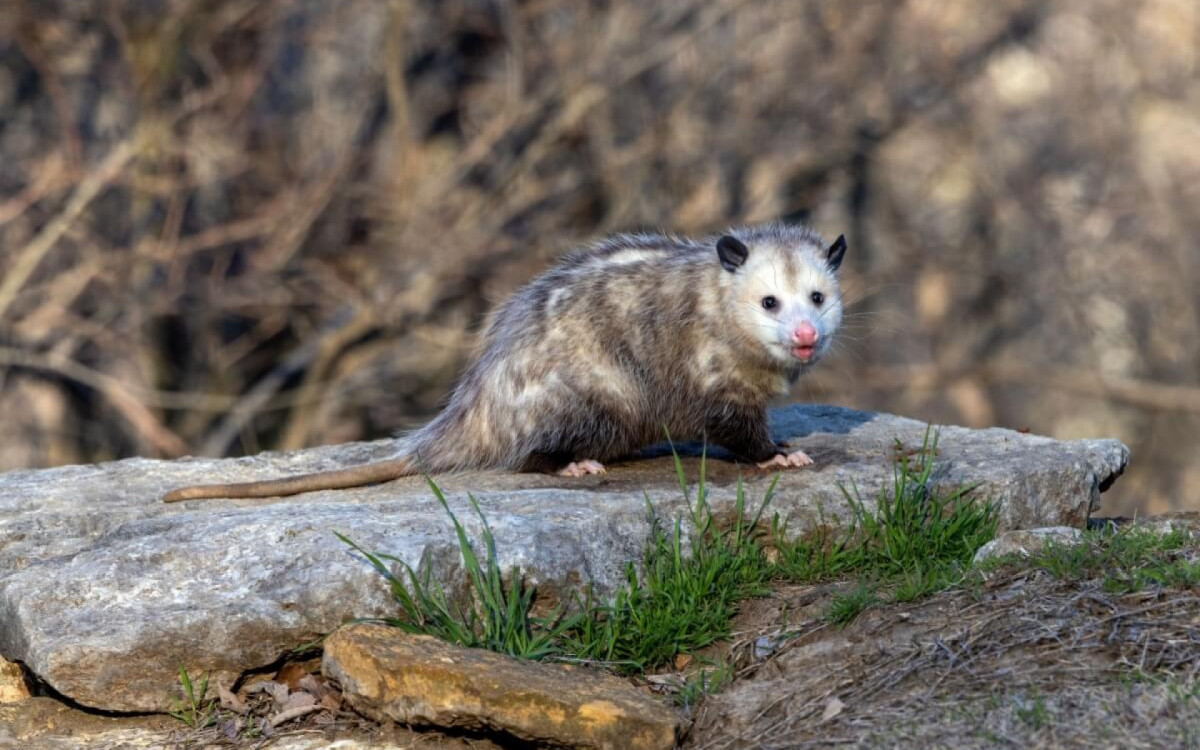 Os gamb&aacute;s s&atilde;o seres com caracter&iacute;sticas e comportamentos interessantes (Imagem: Bert B Wildlife Photos | Shutterstock)