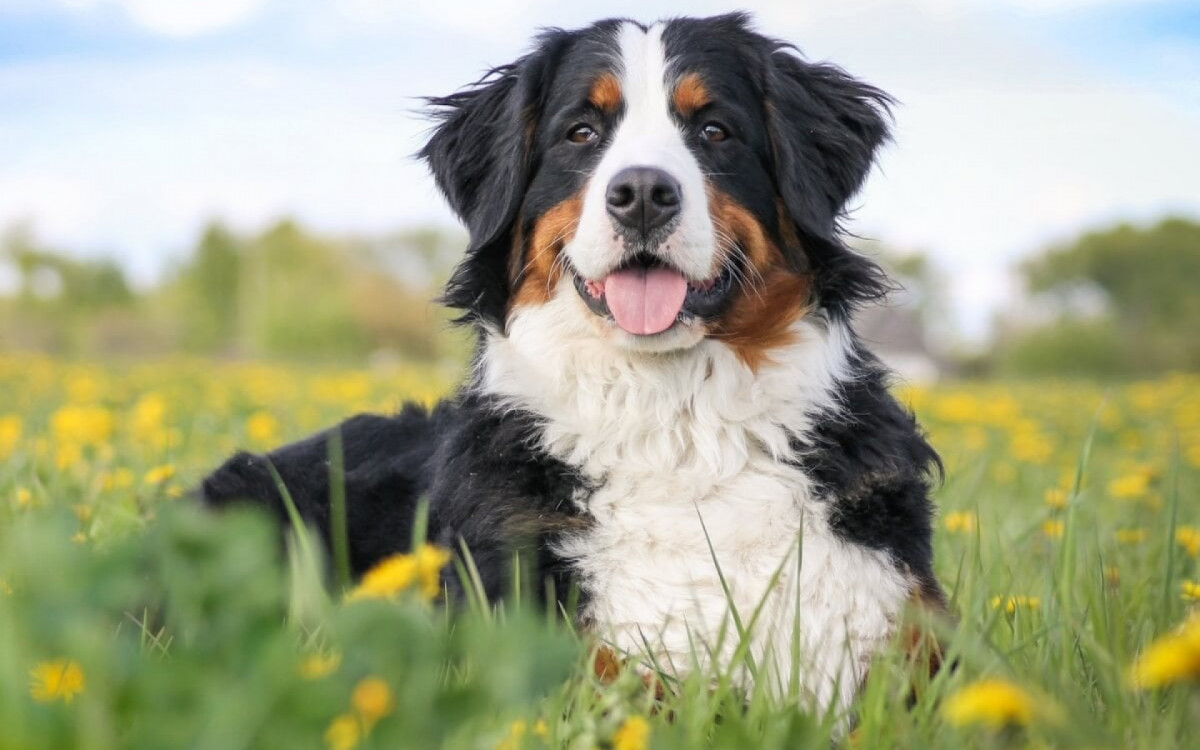Cachorros da ra&ccedil;a bernese encantam por sua pelagem tricolor, temperamento afetuoso e adaptabilidade (Imagem: Eve Photo graphy | Shutterstock) 