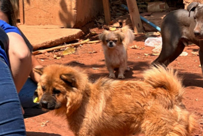 Homem abandona cães sem alimentos, muda de estado e é procurado por maus-tratos