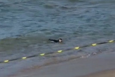 Vídeo: pinguim é flagrado nadando na praia do Arpoador
