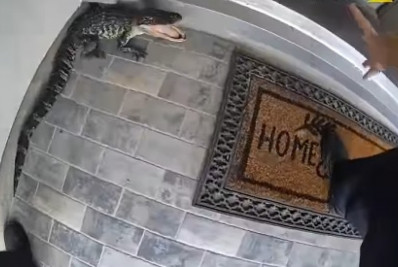 Vídeo: policial agarra jacaré apenas com as mãos para retirá-lo de uma casa