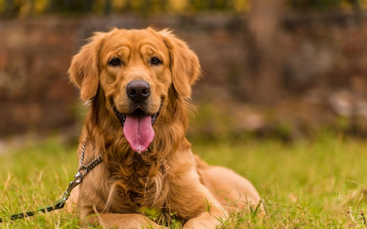 Algumas ra&ccedil;as de cachorro se destacam pela beleza (Imagem: neelsky | Shutterstock)