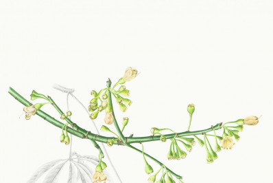 ENBT promove exposição de ilustrações botânicas a partir desta quarta