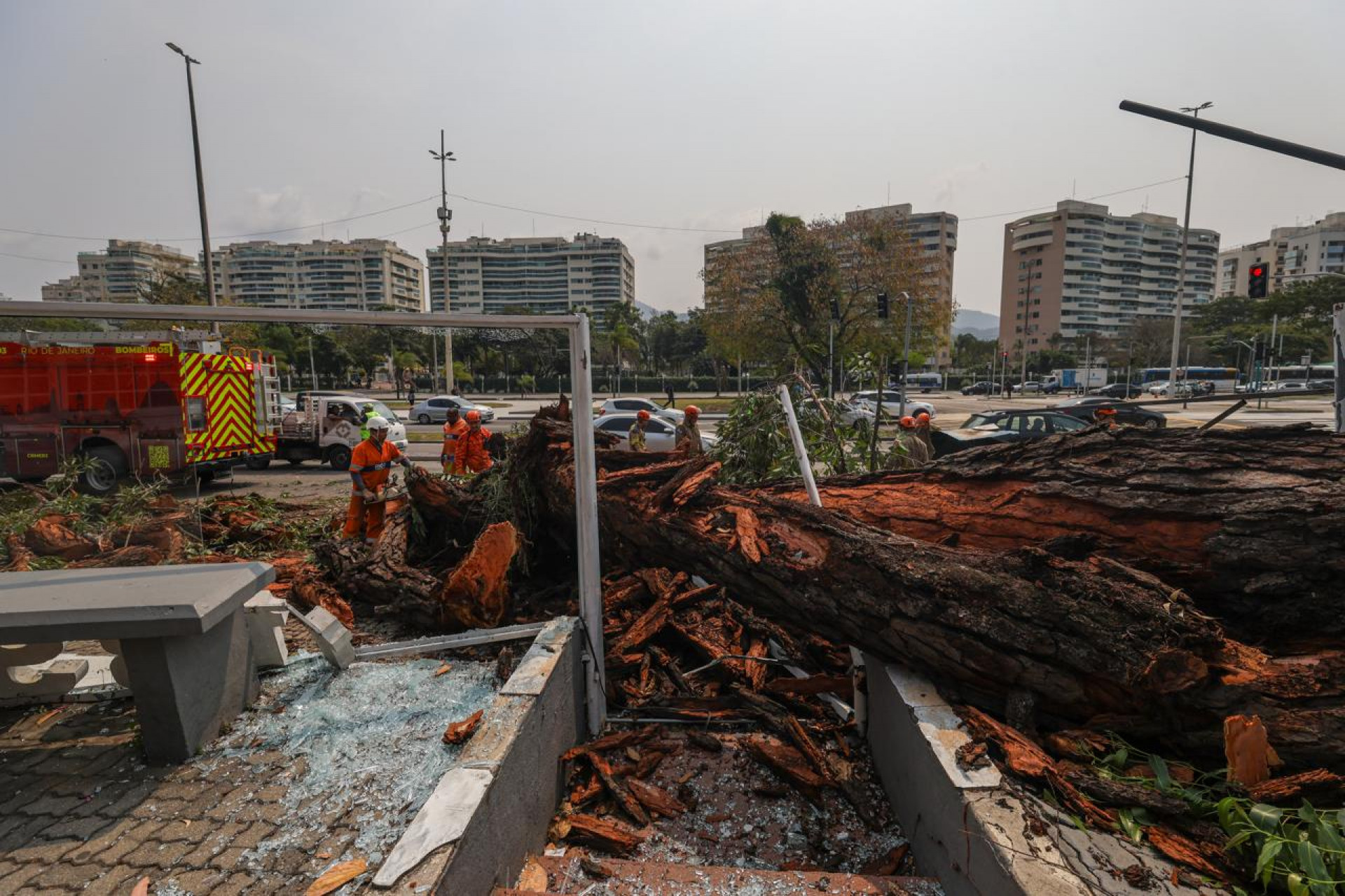 Árvore cai e atinge veículos na Avenida das Américas - Renan Areias/Agência O DIA