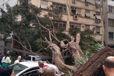 Adolescente fica ferido após queda de árvore em Laranjeiras