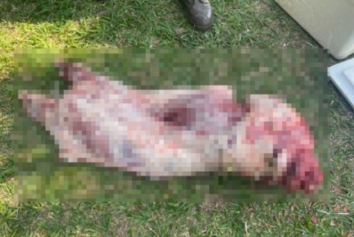 Polícia Ambiental apreende carne de capivara em serraria no Paraná