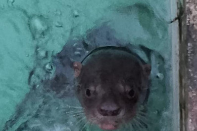 Guarda Municipal de Niterói resgata ariranha em piscina no Cafubá