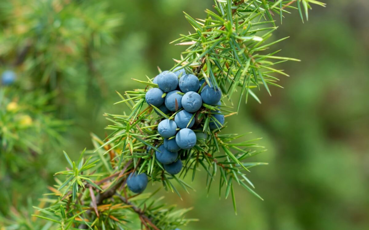 As bagas da erva de zimbro têm diversas propridades medicinais (Imagem: Adam Radosavljevi | Shutterstock)