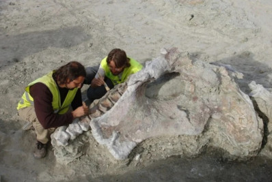 Fóssil de nova espécie de dinossauro é encontrado na Espanha