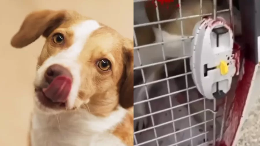 Tutora denuncia que cachorra foi devolvida ensanguentada após voo da Latam