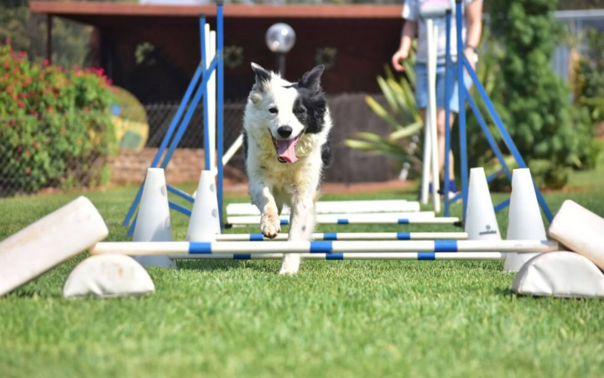Existem esportes que s&atilde;o praticados por cachorros (Imagem: Marcel Blanc | Shutterstock)