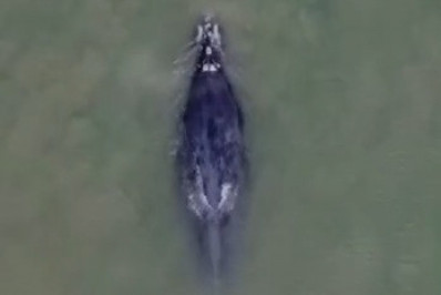 Baleia é vista nadando cercada por golfinhos na Baía de Sepetiba