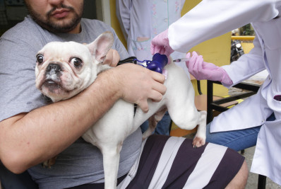 Niterói inicia Campanha de Vacinação Antirrábica Animal neste sábado 