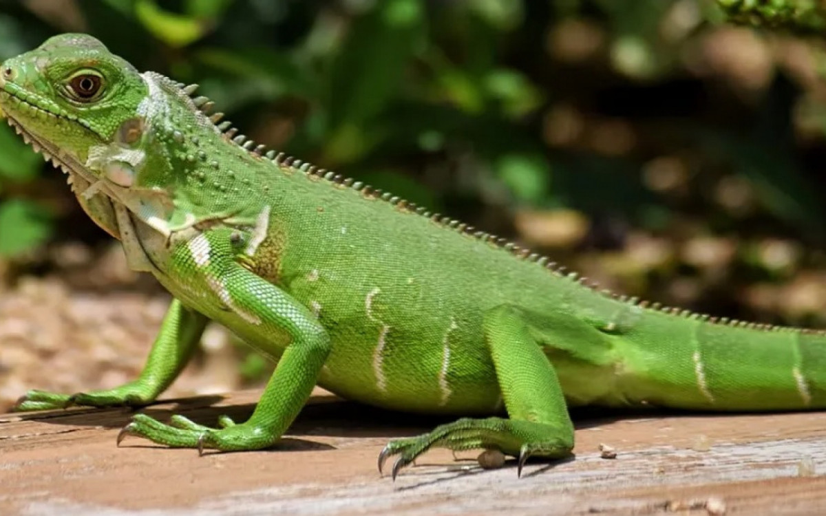 Um lagarto e seu filhote foram esquecidos pelos donos em um hotel. Mas a história acabou com o final feliz, com os tutores recuperando em segurança os animais.