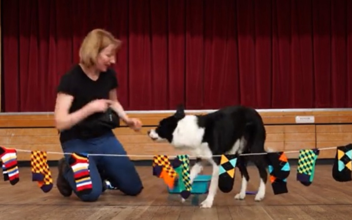 Dois cães britânicos, chamados Bonnie e Simba, estabeleceram o recorde de tempo mais rápido para completar 10 saltos laterais de sapo em apenas 16,78 segundos. Eles também dão capazes de fazer tarefas como pendurar meias no varal e jogar o lixo na lata