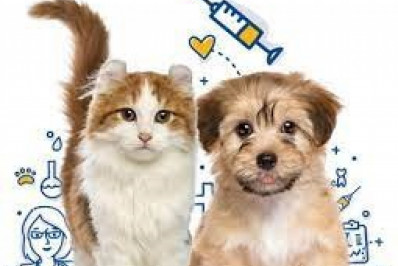 Shopping realiza feira de adoção de animais: Adote um AuMigo no Bay