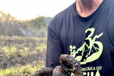 Bicho-preguiça é encontrado carbonizado após incêndio na Reserva Biológica do Tinguá