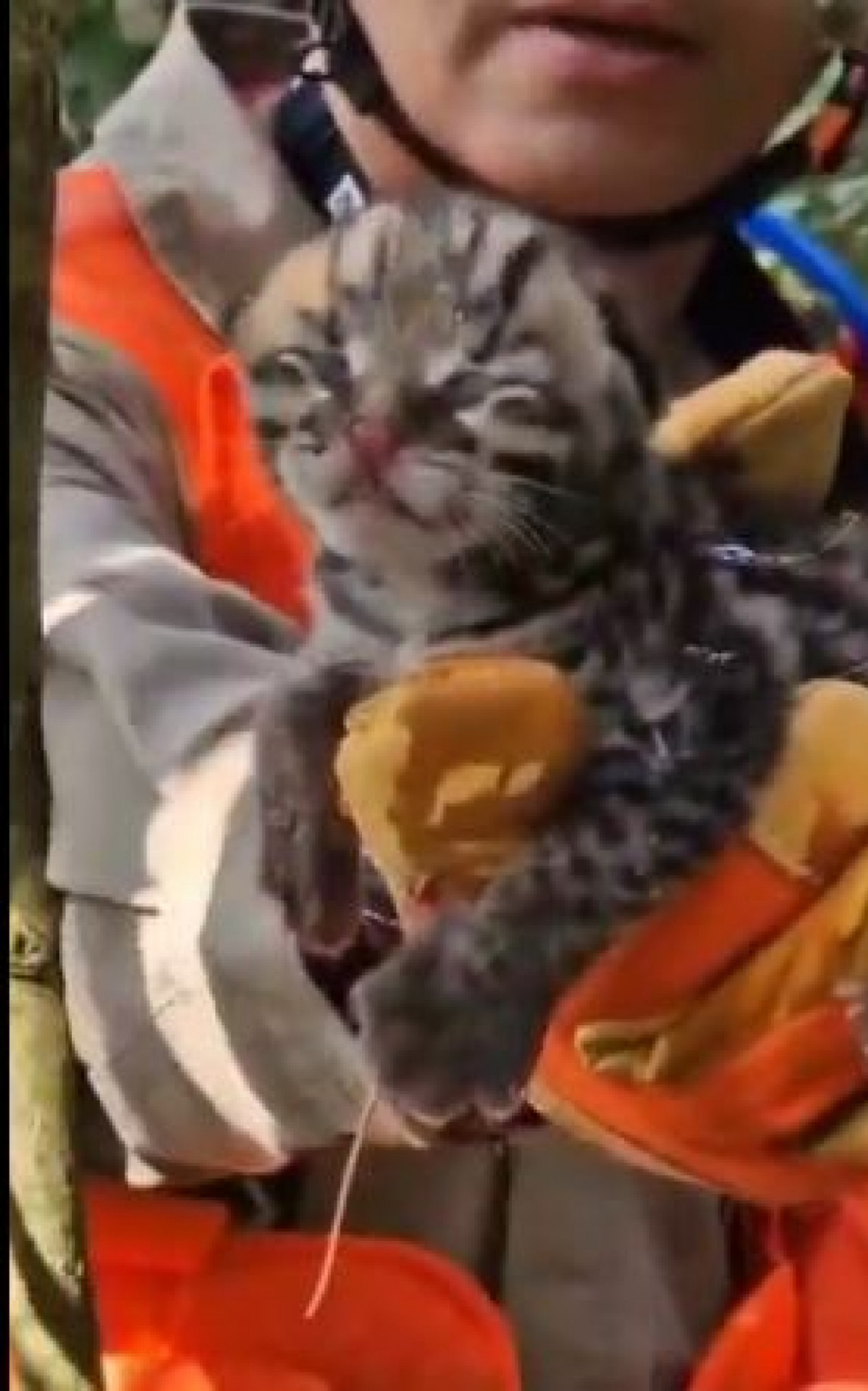 O filhote de jaguatirica foi encontrado em condições vulneráveis durante combate a incêndio florestal em Resende - Ana Fernanda Freire