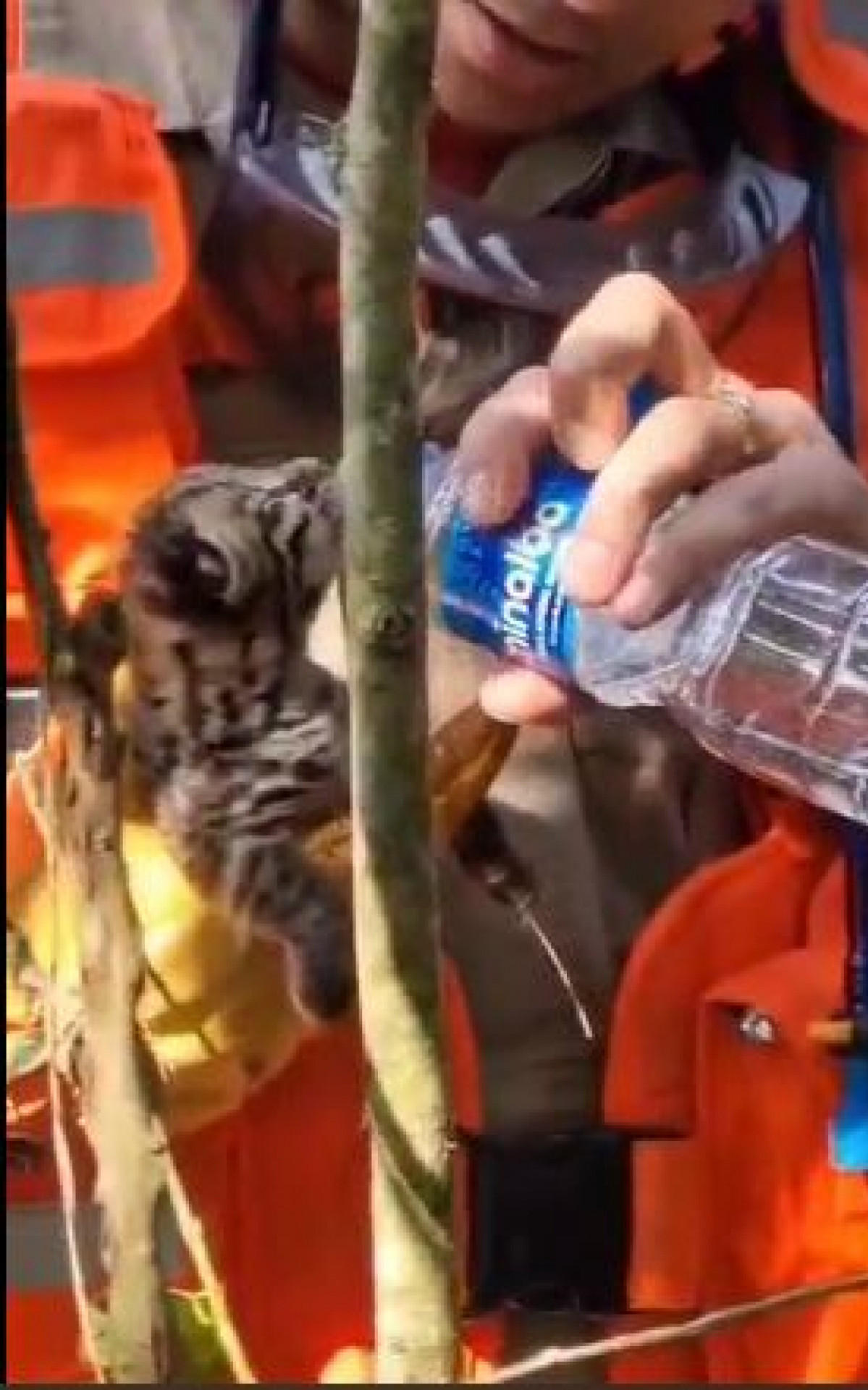 O filhote de jaguatirica foi encontrado em condições vulneráveis durante combate a incêndio florestal em Resende - Ana Fernanda Freire