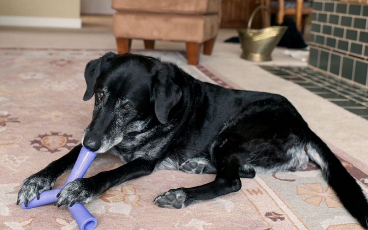 Brinquedos simples são uma ótima atividade para os cachorros idosos (Imagem: Anna Hoychuk | Shutterstock)