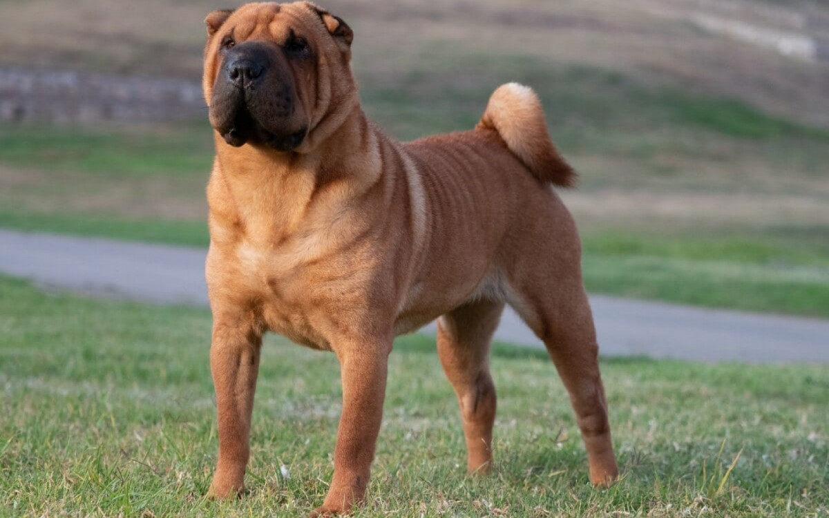 A ra&ccedil;a shar pei &eacute; uma das mais antigas do mundo (Imagem: Marcelino Pozo Ruiz | Shutterstock) 