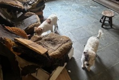 Policiais civis resgatam 18 cães com suspeita de maus tratos em Volta Redonda